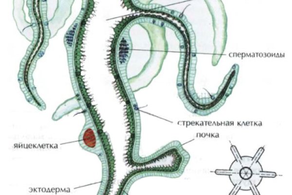 Что такое кракен сайт