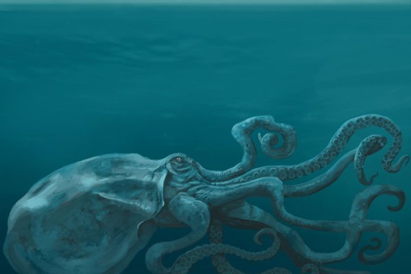 Kraken 14 at